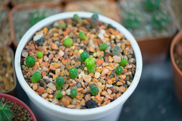 Astrophytum Asterias cactus in flower pot