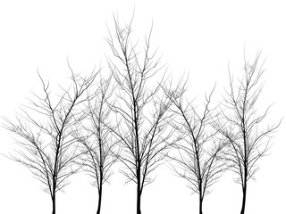 Fototapeta na wymiar Many trees of different colors. Trees without leaves. Leafless tree trunks with branches without leaves. Trees on a white background. Large plants for decoration. Many branches without leaves.