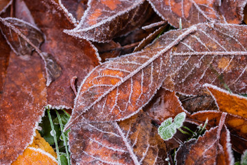 Frozen cherry leaves on the grass covered with frost