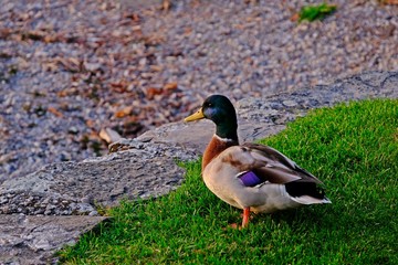 Colorful mallard duck on grass near stone edge.