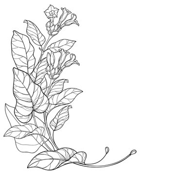 Corner bunch of outline toxic Tobacco plant or Nicotiana flower, bud and leaf in black isolated on white background. 