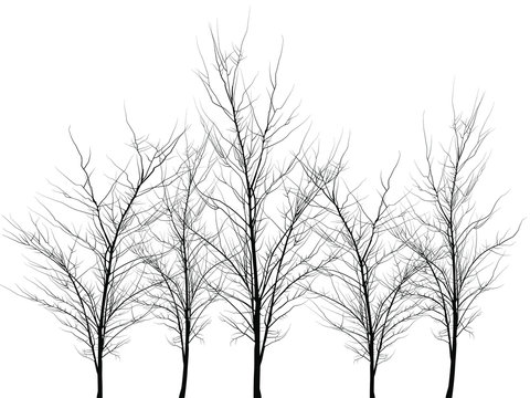 Many trees of different colors. Trees without leaves. Leafless tree trunks with branches without leaves. Trees on a white background. Large plants for decoration. Many branches without leaves.