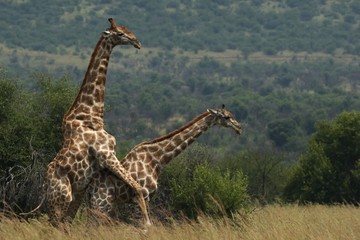 A pair of African giraffe (Giraffa camelopardalis giraffa) coupling in the grassland with green trees in background.