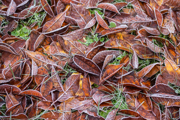 Frozen cherry leaves on the grass covered with frost