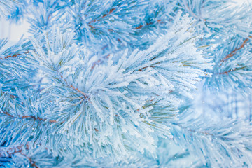 Winter christmas background with spruce branches in hoarfrost