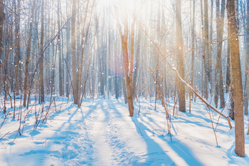 Blue winter forest landscape with trees, snow on a sunny day