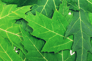 Fallen green maple leaves, texture, top view