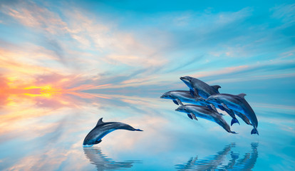 Group of dolphins jumping on the water at sunset - Beautiful seascape and blue sky