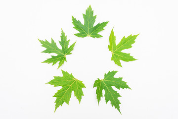 Five green maple leaf, white background, copy space, top view