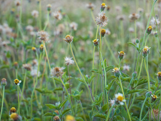 White yellow green wild flowers in meadow natural vintage travel background with copy space.