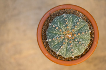 Astrophytum asterias cactus in flower pot