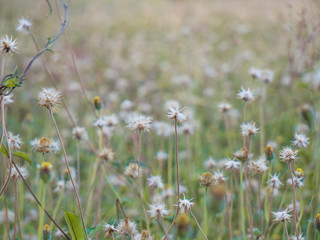 Fototapeta premium White yellow brown wild flowers in meadow natural vintage travel background with copy space.