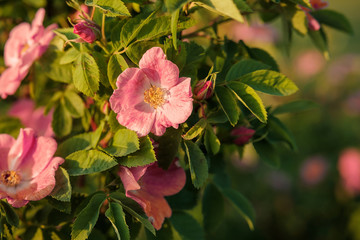 in the light of the sunset wild forest flowering rose hips