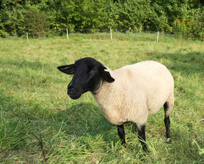 Special sheep race: Highland Black-faced breed (dorper) with black head and legs