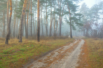 ground road in a misty pine tree forest