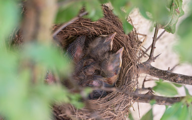 Blackbird nest | Amselnest