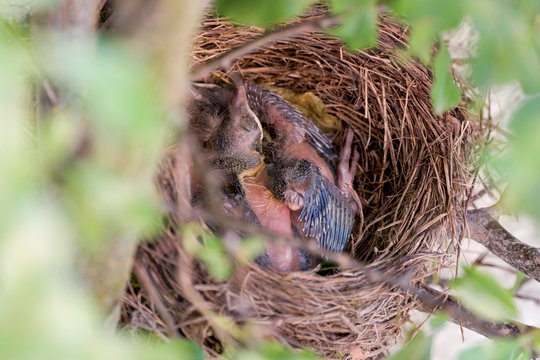 Blackbird nest | Amselnest
