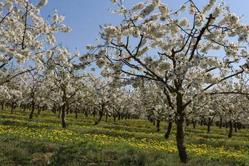 Sweet cherry | Süßkirsche