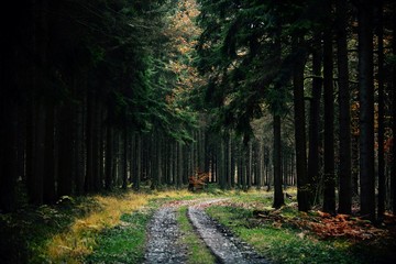 Fototapeta premium road in the forest
