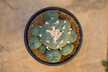 Obraz na płótnie Canvas Lophophora cactus in flower pot