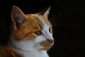 Portrait of a brown red cat with brown eyes and brown nose in front of dark background with text field