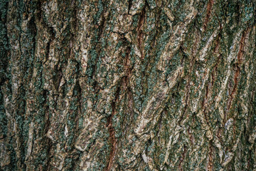 Classic brown wooden background made of natural tree bark. Side view. Old relief rough organic texture with moss close up. The surface of the table for shooting flat lay. Copy space
