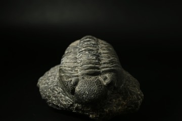 Trilobite fossil stone on black background.