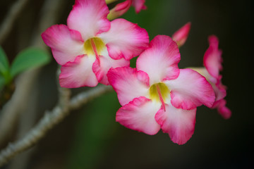 Pink flower of Adenuim or desert rose