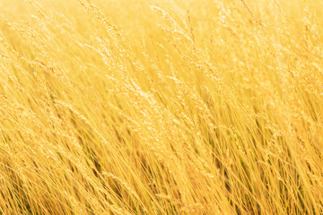 Yellow grass at sunrise, texture, defocus, abstract natural background