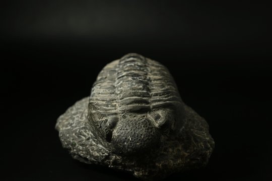 Trilobite fossil stone on black background.