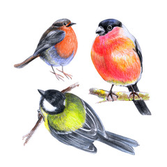 Different types of birds, bullfinch, tit, bird with a scarlet breast, a set of drawings with colored pencils on paper,