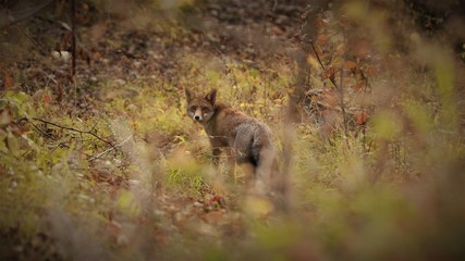 fox in the woods