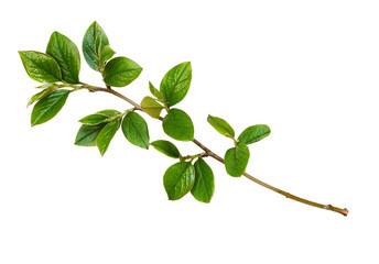 Spring twig with green leaves