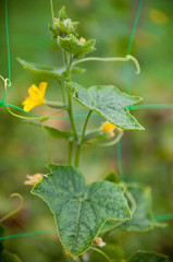 Cucumber plant. Yellow flowers and green leaves