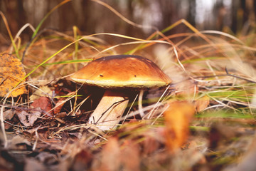 Natural white mushroom growing in a forest in the grass and old withered leaves. Edible mushroom with a brown hat, sunny flare autumn day