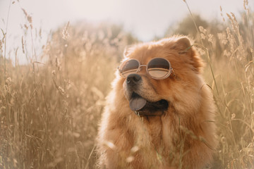 Fototapeta na wymiar chow chow dog posing in sunglasses in summer