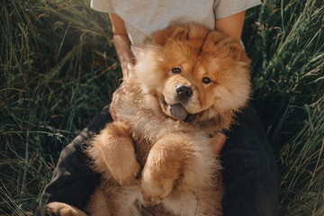 chow chow dog lying on the back in owners lap - obrazy, fototapety, plakaty