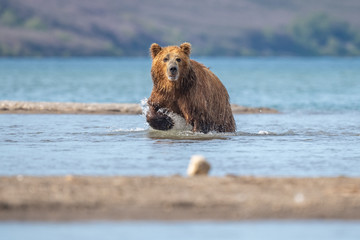 Ruling the landscape, brown bears of Kamchatka (Ursus arctos beringianus)