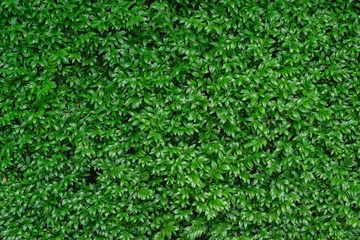 Fotobehang Close-up van heldergroen gebladerte Buxus sempervirens als de perfecte natuurlijke achtergrond voor elk thema. Buxus muur in natuurlijke omstandigheden. Selectieve focus © MarinoDenisenko