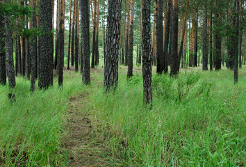 Pine forest