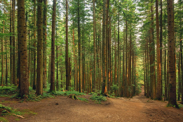 Obraz premium Path through the pine forest, natural outdoor background