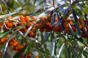 Hippophae rhamnoides. Branch of sea buckthorn with berries.