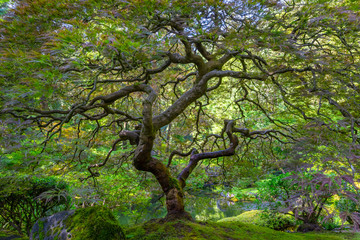 Beautiful Japanese Maple Tree with lush green leaves