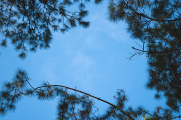 Frame of nature with pine tree and blue sky.
