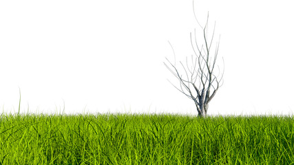 View of a large field with green grass and a large withered tree on a white background