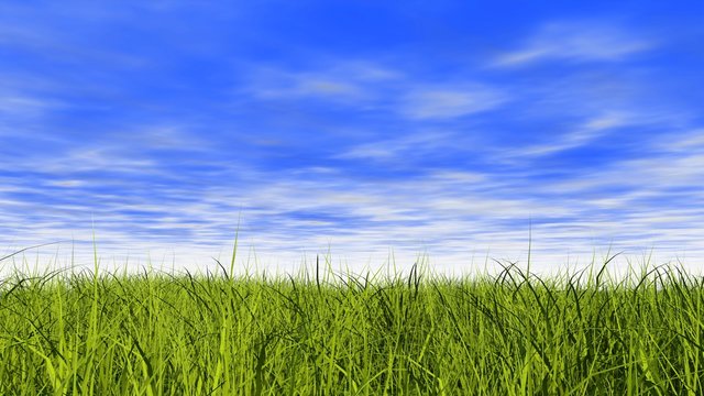 A view of a large amount of green grass from close up and bright blue sky and clouds in the background