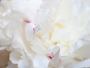 White peony flower