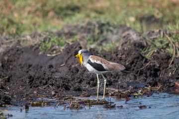 White crowned lapwing at Chobe river, Botswana, Africa