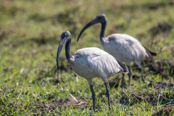 African sacred ibis foraging at the banks of chobe river, Botswana, Africa