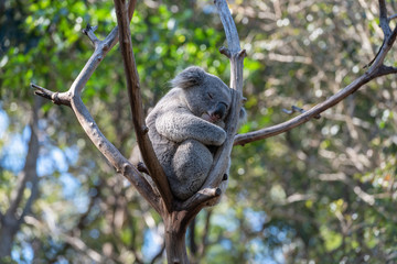 The young koala bear rest sleeping on tree in daytime. Australia. © sakarin14